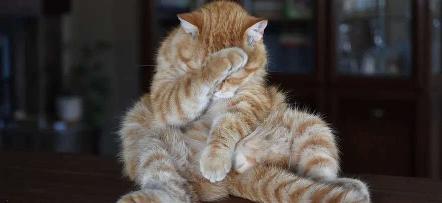 Как чувство вины за ошибку может портить жизнь